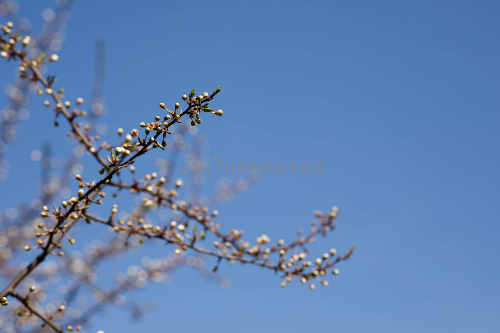 trees and leaves bloom in spring. High quality photo