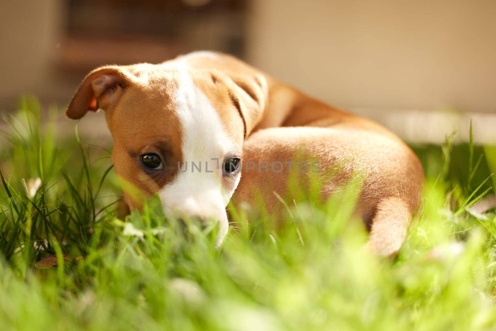 Grass, dog and portrait of shy puppy in backyard for adoption, rescue shelter and animal care. Cute, pets and hiding pitbull outdoors for playing, resting and relax in environment, lawn and nature.
