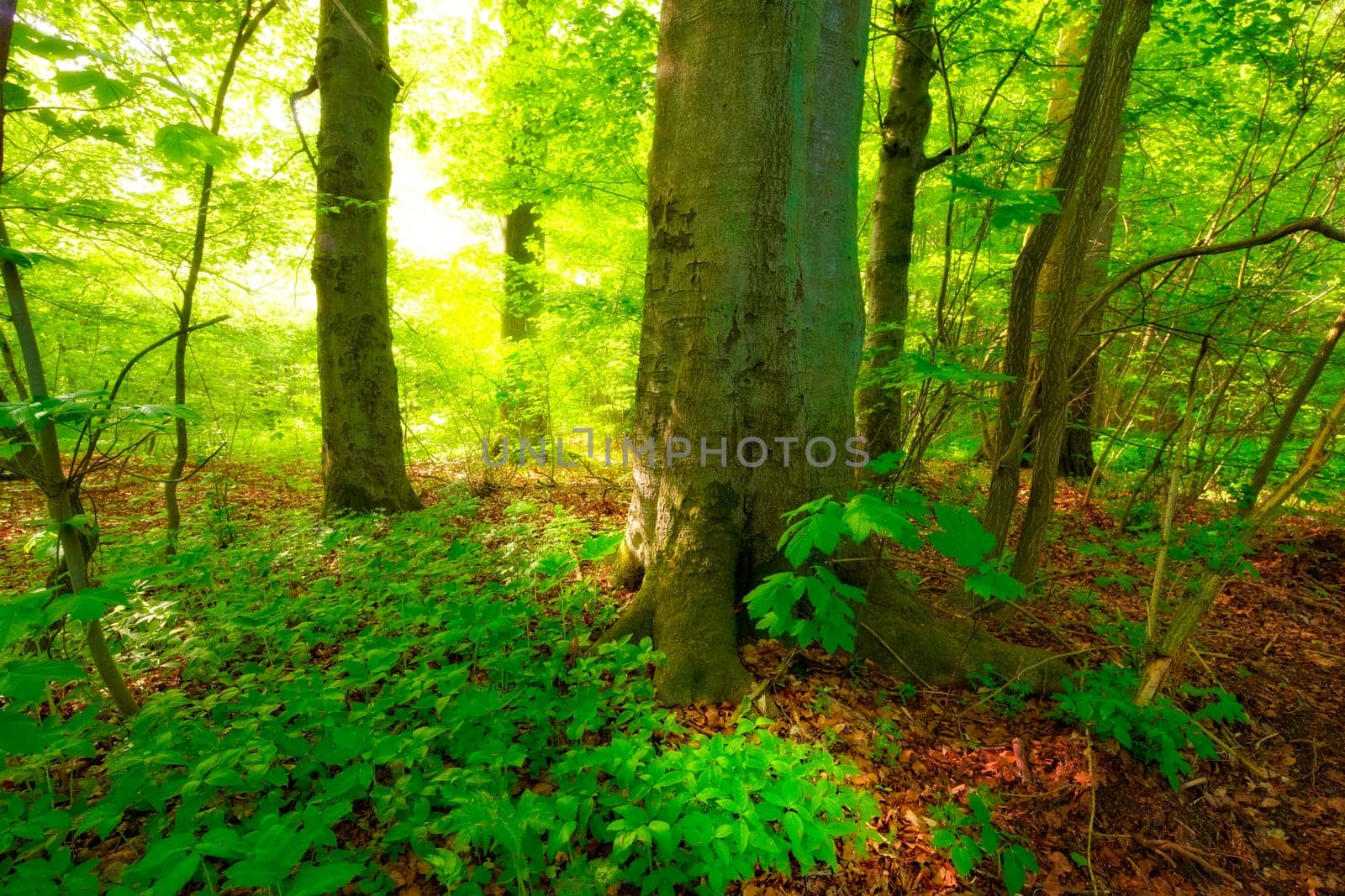 Environment, flare and forest with trees in summer for conservation or sustainability of ecosystem. Earth, growth and landscape with green rainforest or woods for adventure, exploration and hiking.