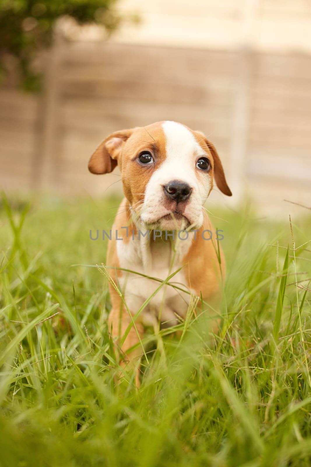 Grass, dog and puppy in backyard or lawn for adoption, rescue shelter and animal care. Cute, pets and adorable innocent pitbull outdoors for playing, rest and relax in environment, field and nature.