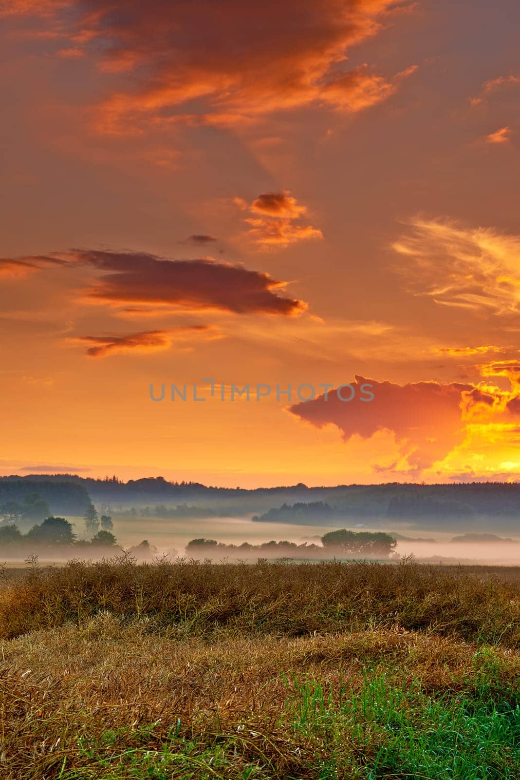 Sunset, field and plants on farm, ecology and travel to countryside or outdoor nature. Dusk, meadow and earth for landscape or peace and calm sustainability, relax and growth in grass environment.