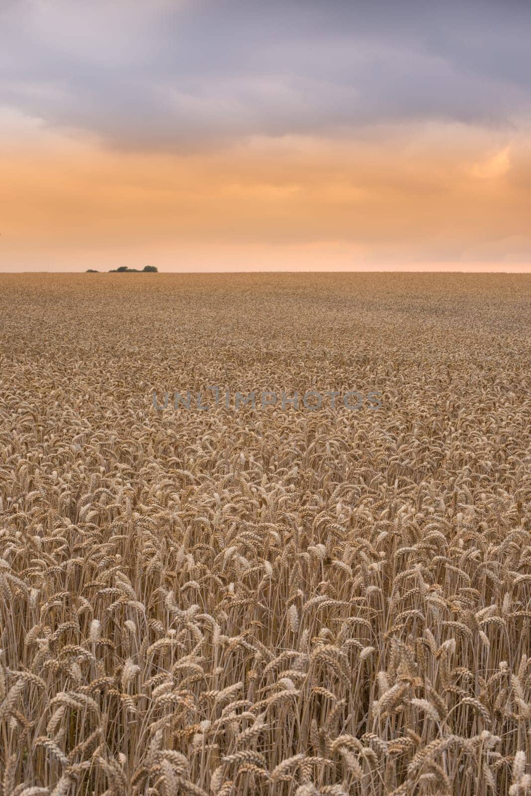 Wheat, field and farm with nature in countryside, sustainability and growth for environment with sunset sky. Eco, plant or landscape for agriculture, ecosystem and biodiversity on farmland in Italy by YuriArcurs