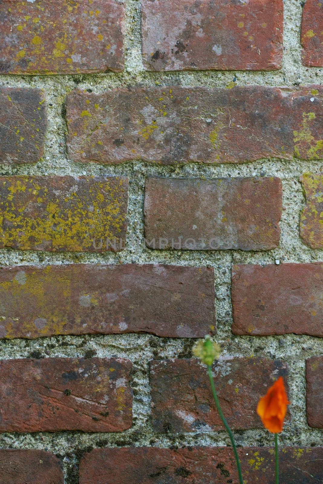 Brick, wall and cement with poppy flower in nature, outside and block with concrete for home build. Masonry, brickwork and weather for outdoor stone architecture, plant or weathered and aged material.