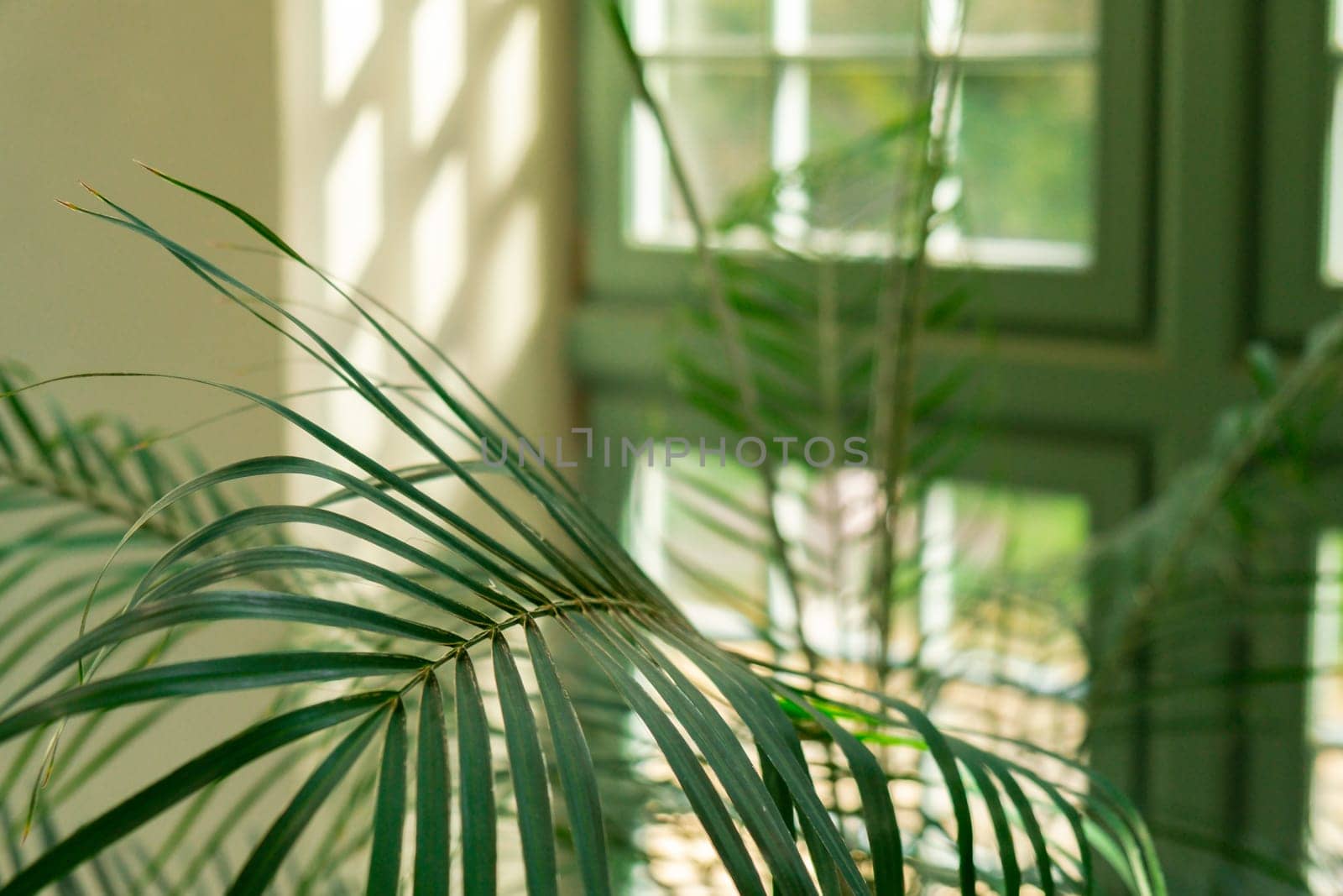 Close up of palm leaf next to old window. Abstract minimal interior design background decor template mockup. Concept of ecology exotic plant. Warm tan sunlight shadows through green window. Aesthetic Green plants by anna_stasiia