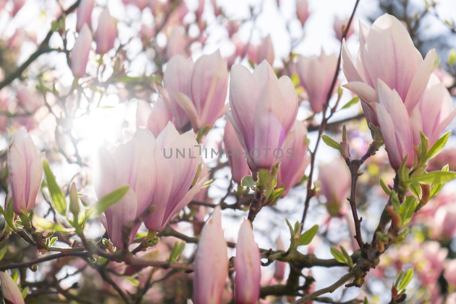 Sulange magnolia close-up on tree branch. Blossom pink magnolia in springtime. Pink Chinese or saucer magnolia flowers tree. Tender pink and white flowers nature background