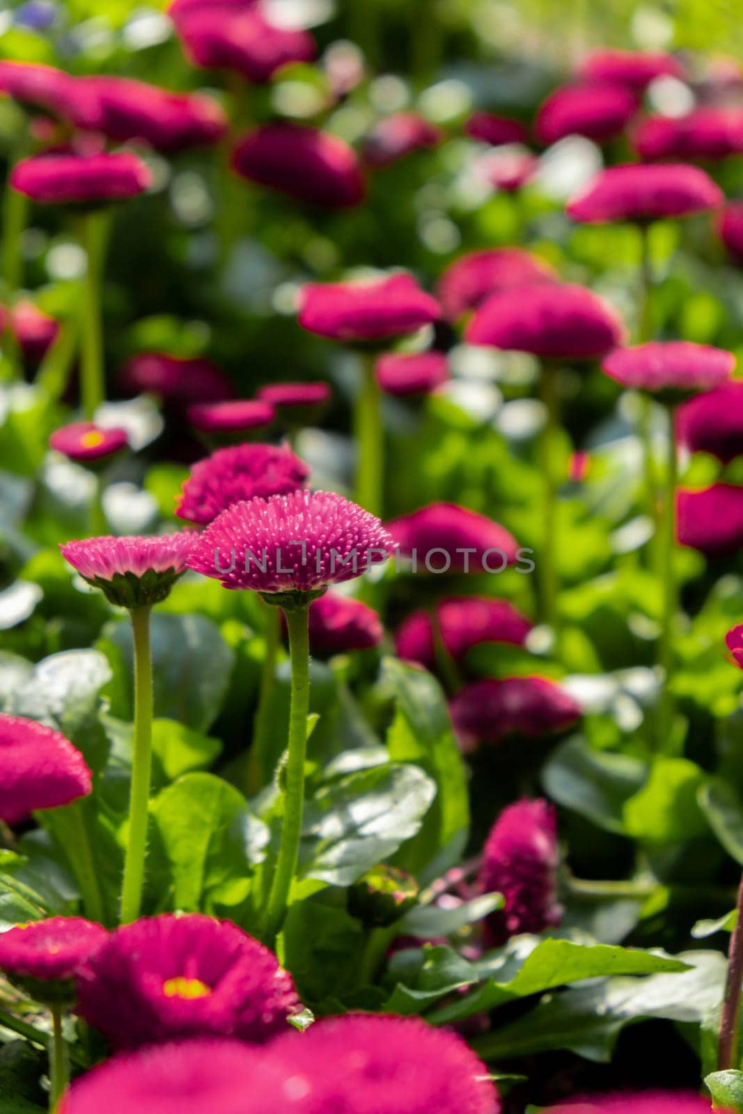 Flowerbed of beautiful pink flowers on green lawn background. Group of delicate flowers in the period of active flowering in spring. Springtime season countryside. Mock up template for invitation or greeting card. Natural backdrop