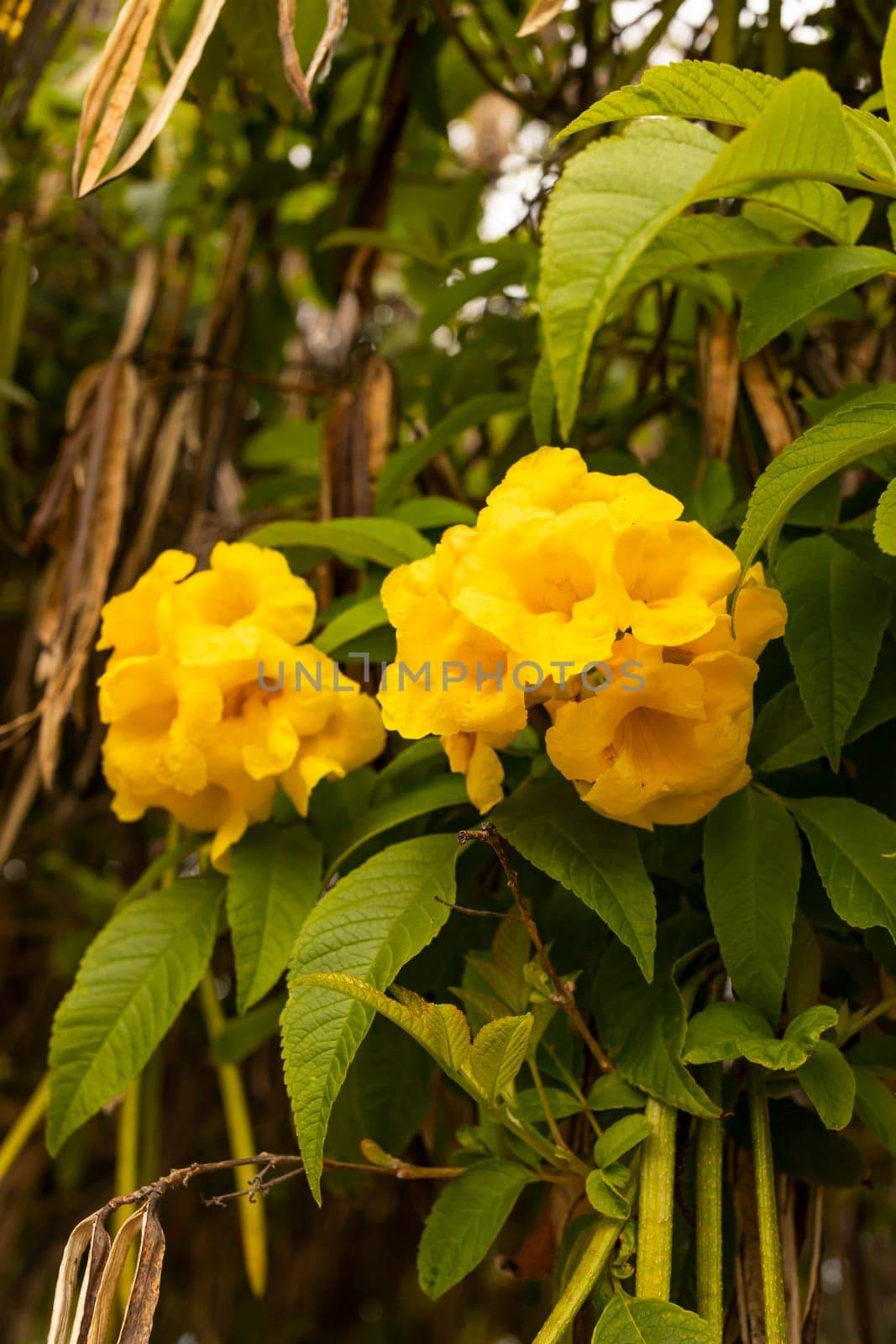 Yellow Bells Tecoma Stans Perennial Shrub, Trumpet Vine Family, Bignoniaceae, Blooming Broadleaf Evergreen Shrub Or Small Tree. Closeup, Vertical. Botany, Floriculture. Yellow Trumpetbush,