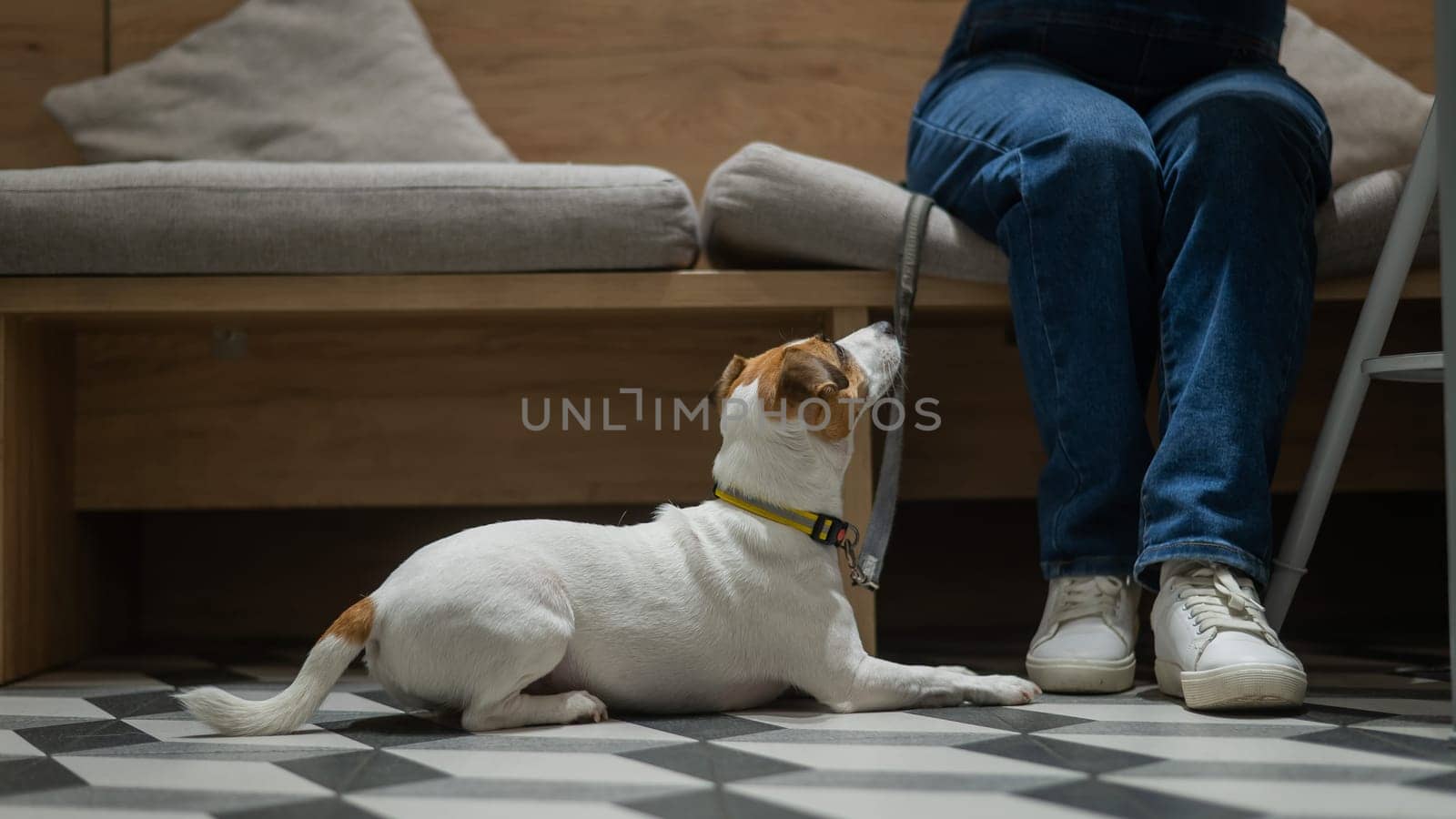Jack Russell sits on the floor in a cafe and waits for the owner in a dog friendly cafe. by mrwed54