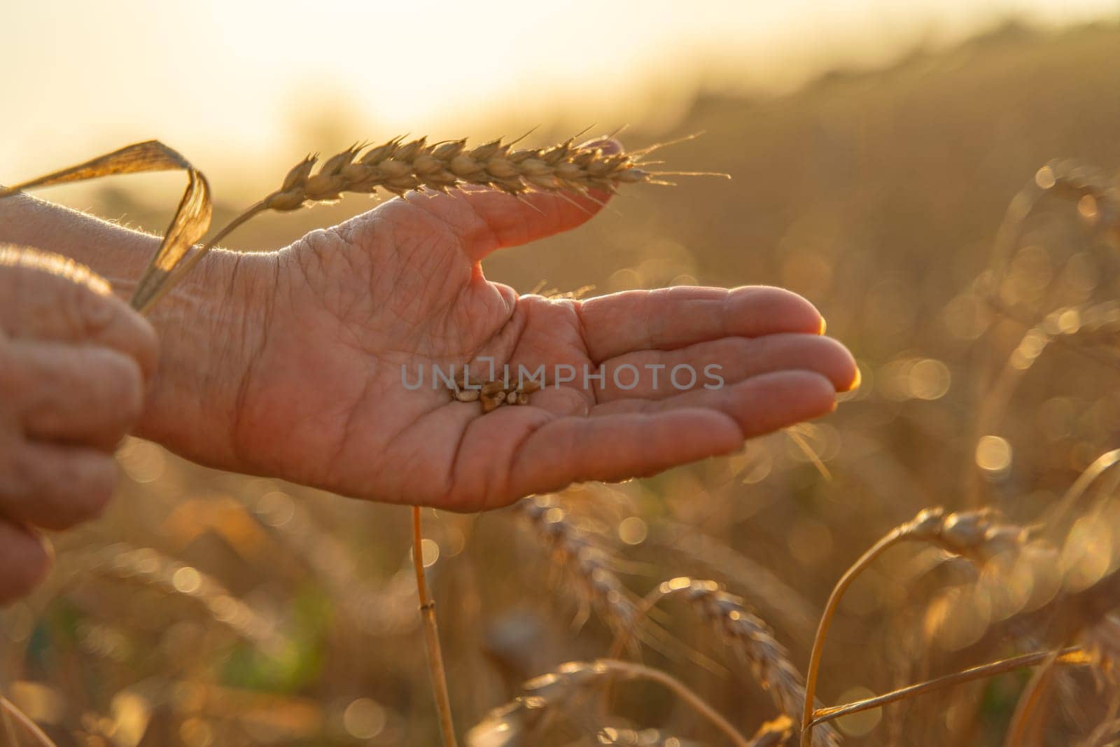 Close up of senior farmers hands holding and examining grains of wheat of wheat against a background of ears in the sunset light