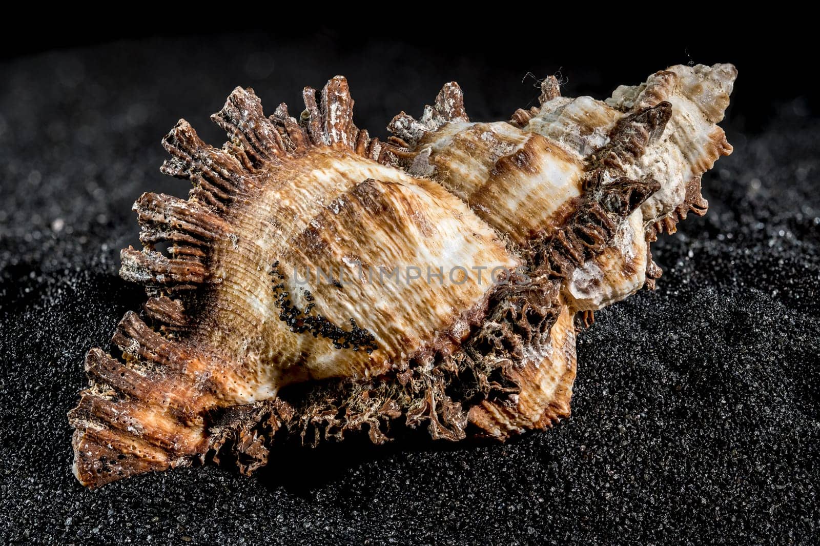 Hexaplex princeps shell on a black sand background by Multipedia