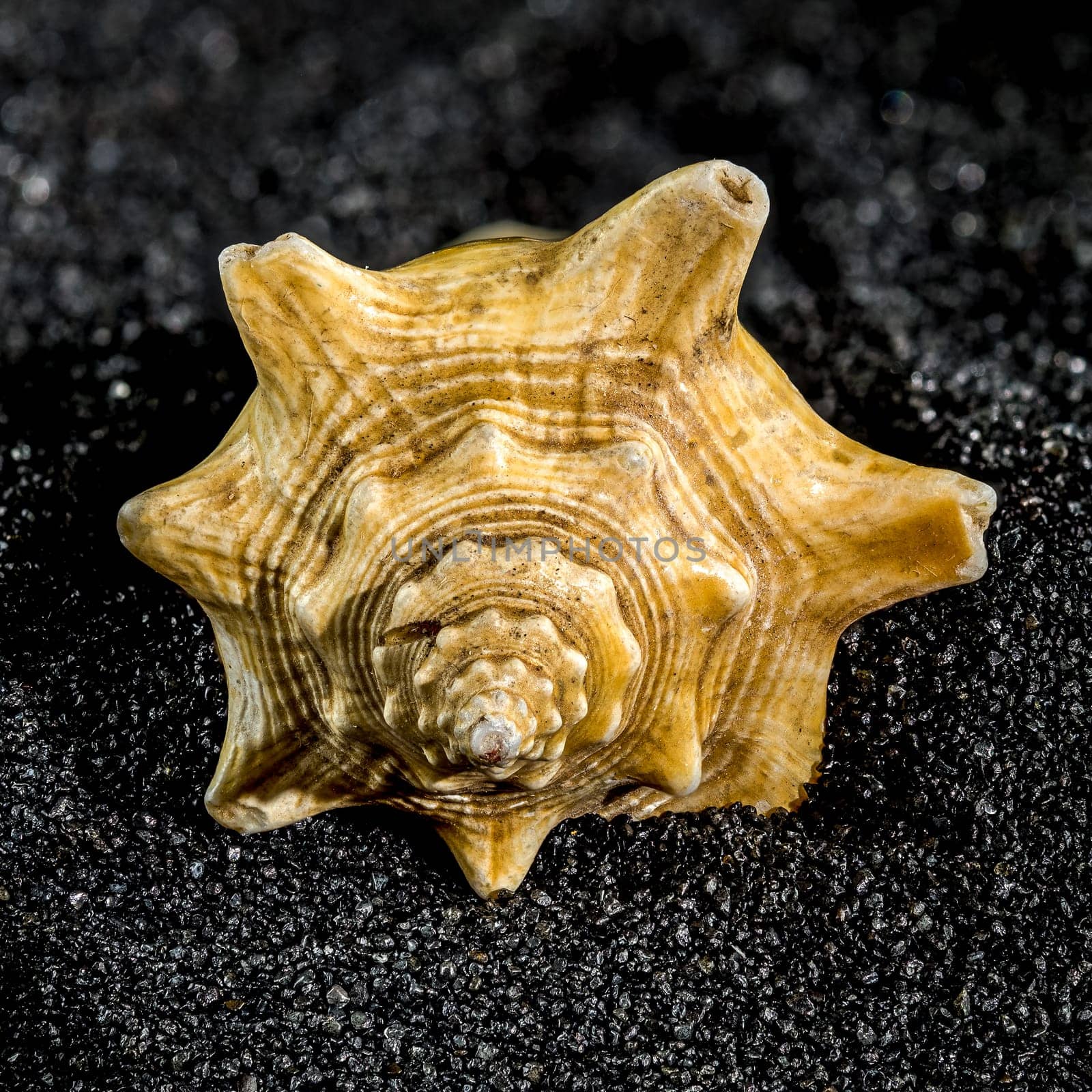 Strombus pugilis shell on a black sand background by Multipedia