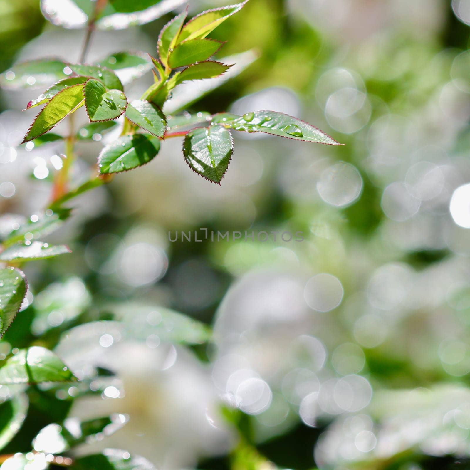 Green leaves with dew drops on bokeh background, shallow depth of field by Olayola
