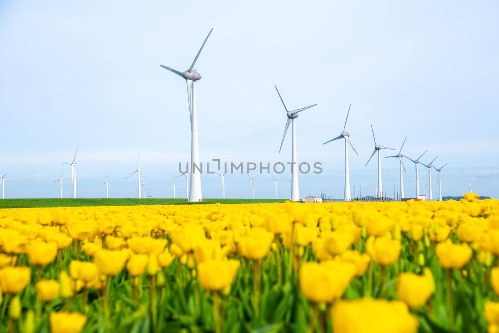 windmill park with tulip flowers in Spring, windmill turbines Netherlands Europe by fokkebok