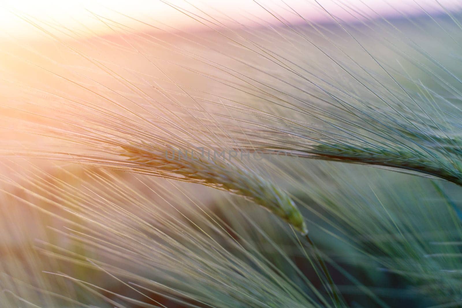 barley with spikes in field, back lit cereal crops plantation in sunset by Matiunina