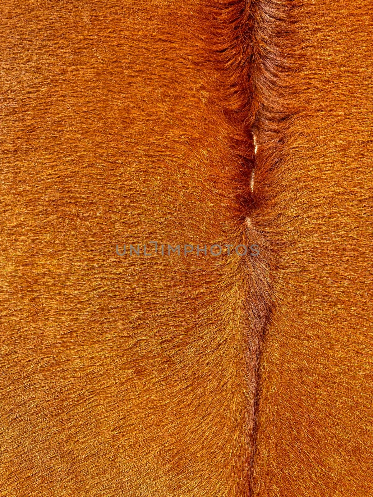 Close up macro texture of brown and white cowhide, detailed animal fur pattern for fashion and upholstery design. High quality photo