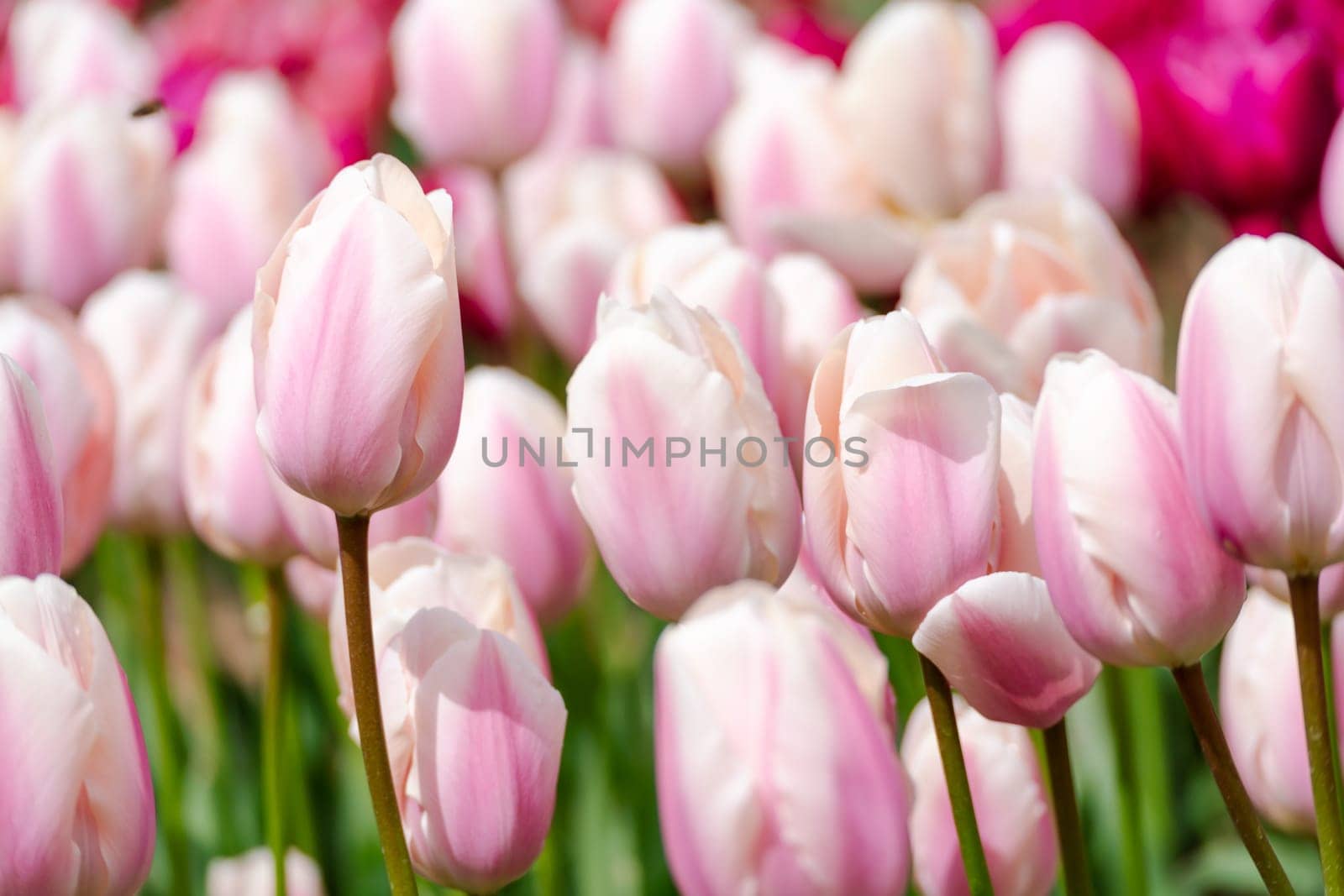 Tulip field. Pink tulips with white stripe close-up. Growing flowers in spring