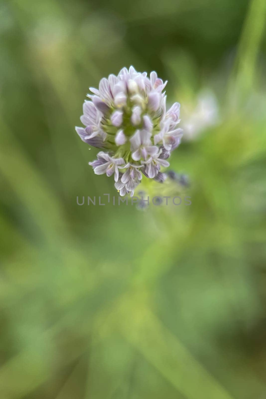 The Magic of Spring. The Awakening of Nature and the Macro View of Wild Flowers. Fascinating Details of the Natural Revival of Spring. Awakening of Nature with Macro Photography of Wild Flowers.