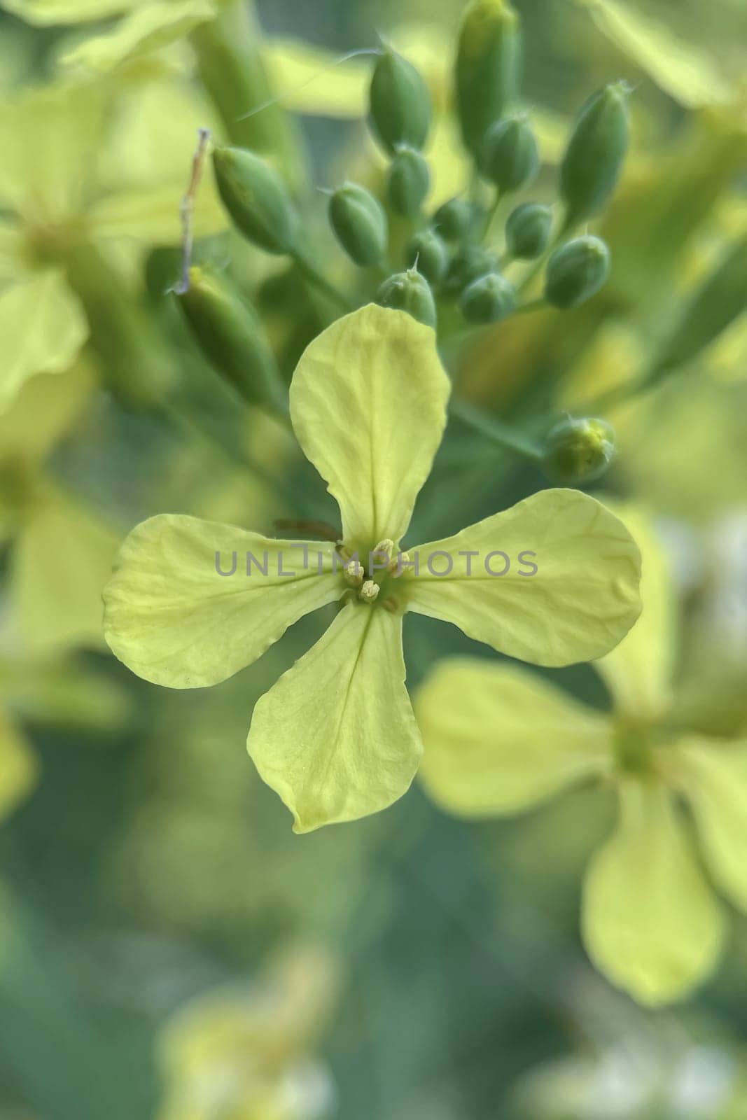 The Magic of Spring. The Awakening of Nature and the Macro View of Wild Flowers. Fascinating Details of the Natural Revival of Spring. Awakening of Nature with Macro Photography of Wild Flowers.