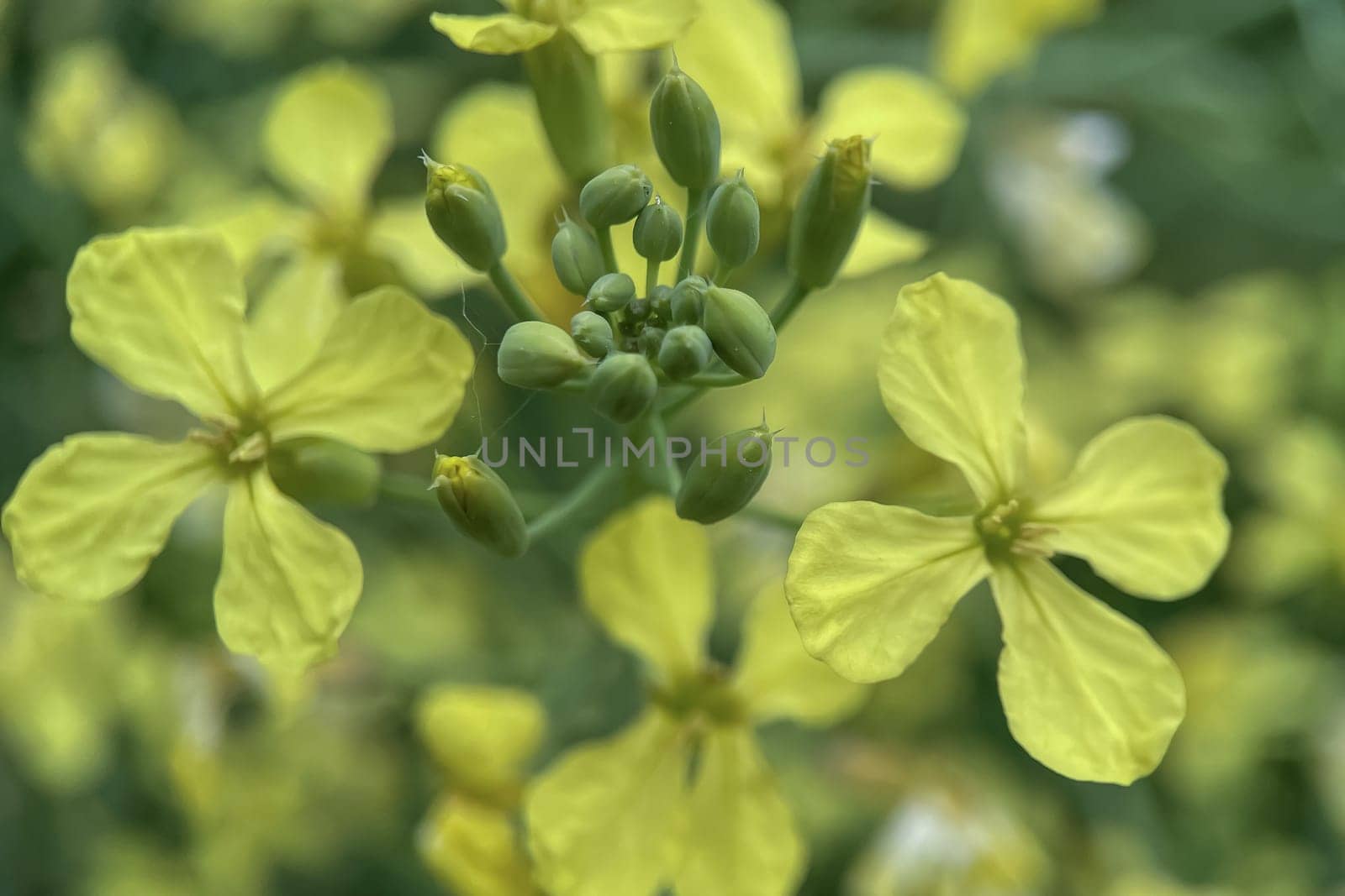 The Magic of Spring. The Awakening of Nature and the Macro View of Wild Flowers. Fascinating Details of the Natural Revival of Spring. Awakening of Nature with Macro Photography of Wild Flowers.