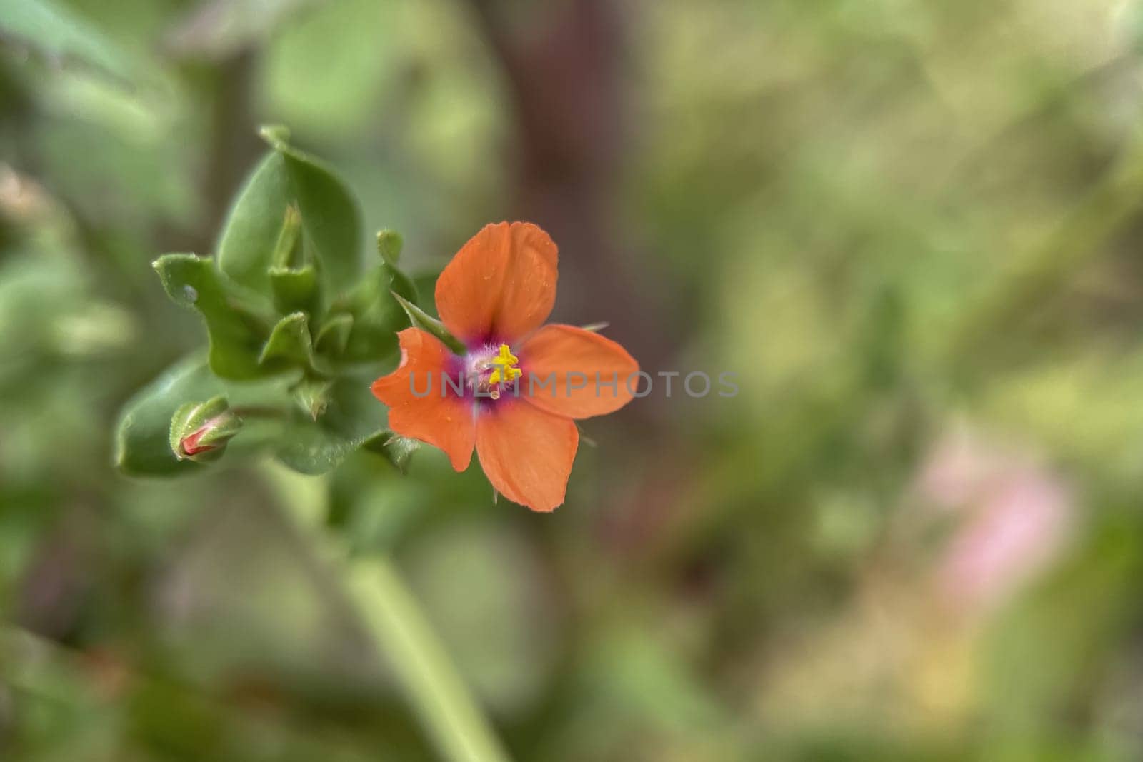 The Magic of Spring. The Awakening of Nature and the Macro View of Wild Flowers. Fascinating Details of the Natural Revival of Spring. Awakening of Nature with Macro Photography of Wild Flowers.