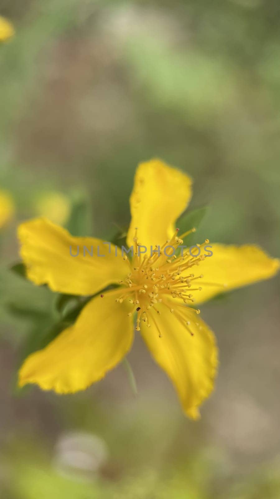 The Magic of Spring. The Awakening of Nature and the Macro View of Wild Flowers. Fascinating Details of the Natural Revival of Spring. Awakening of Nature with Macro Photography of Wild Flowers.