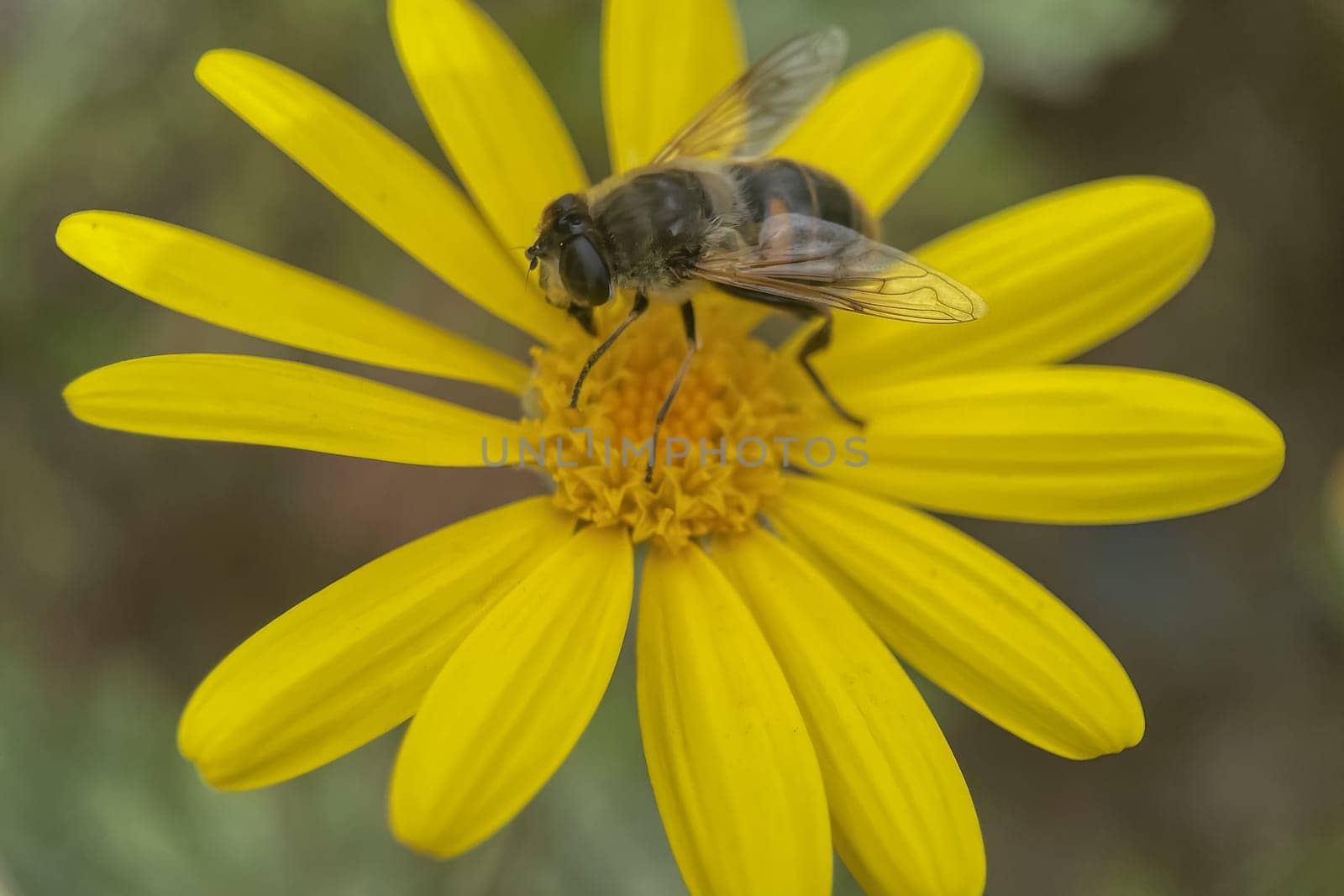 Embracing the Splendor of Spring.The Graceful Dance of Bee Collecting Pollen from Flowers and the Awakening of Nature