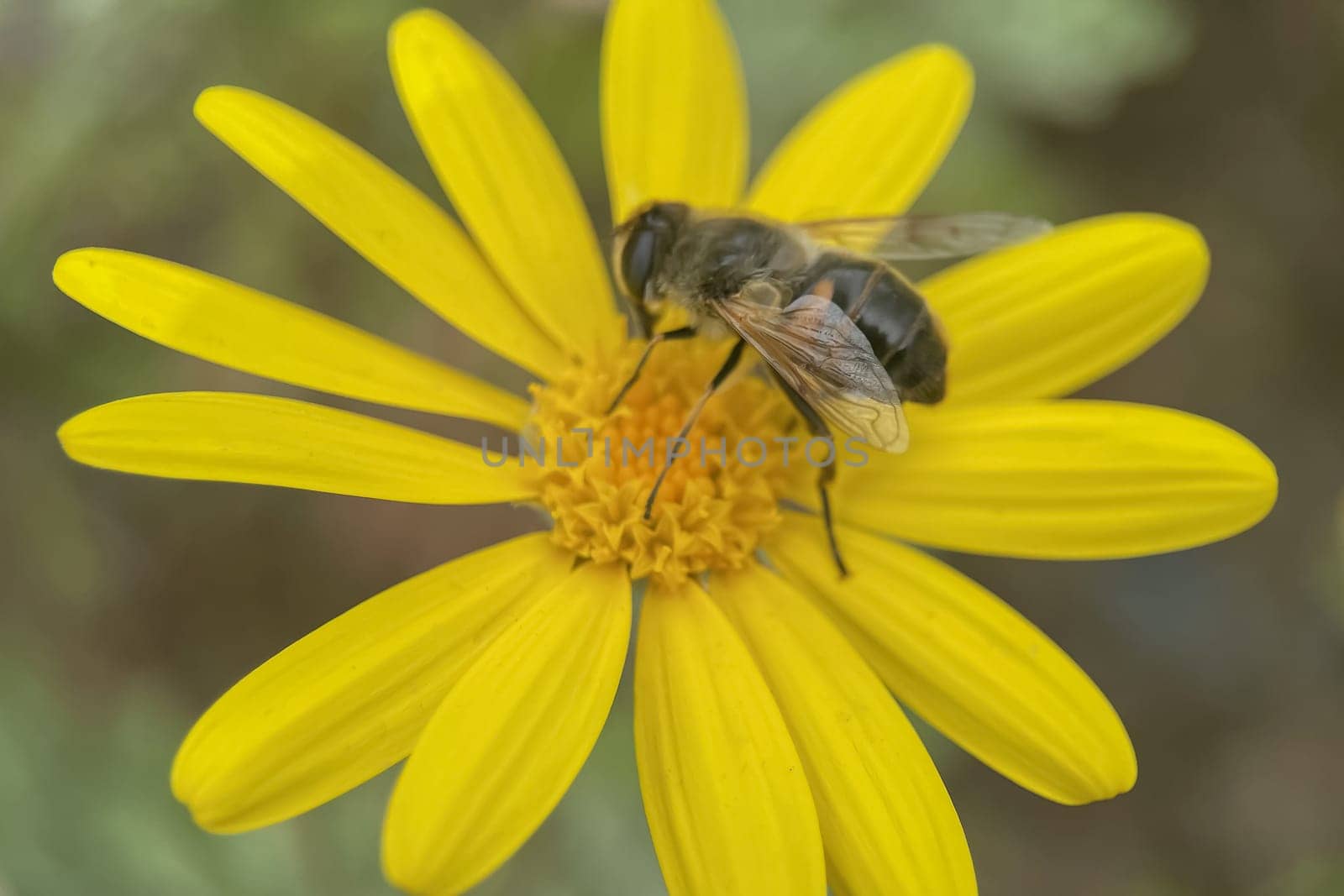 The Graceful Dance of Bee Collecting Pollen from Flowers and the Awakening of Nature by yilmazsavaskandag