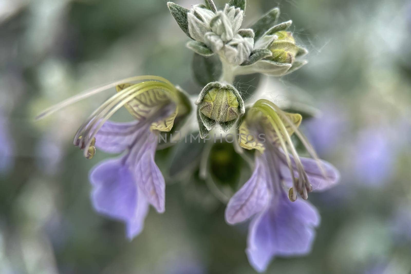 The Magic of Spring. The Awakening of Nature and the Macro View of Wild Flowers. Fascinating Details of the Natural Revival of Spring. Awakening of Nature with Macro Photography of Wild Flowers.