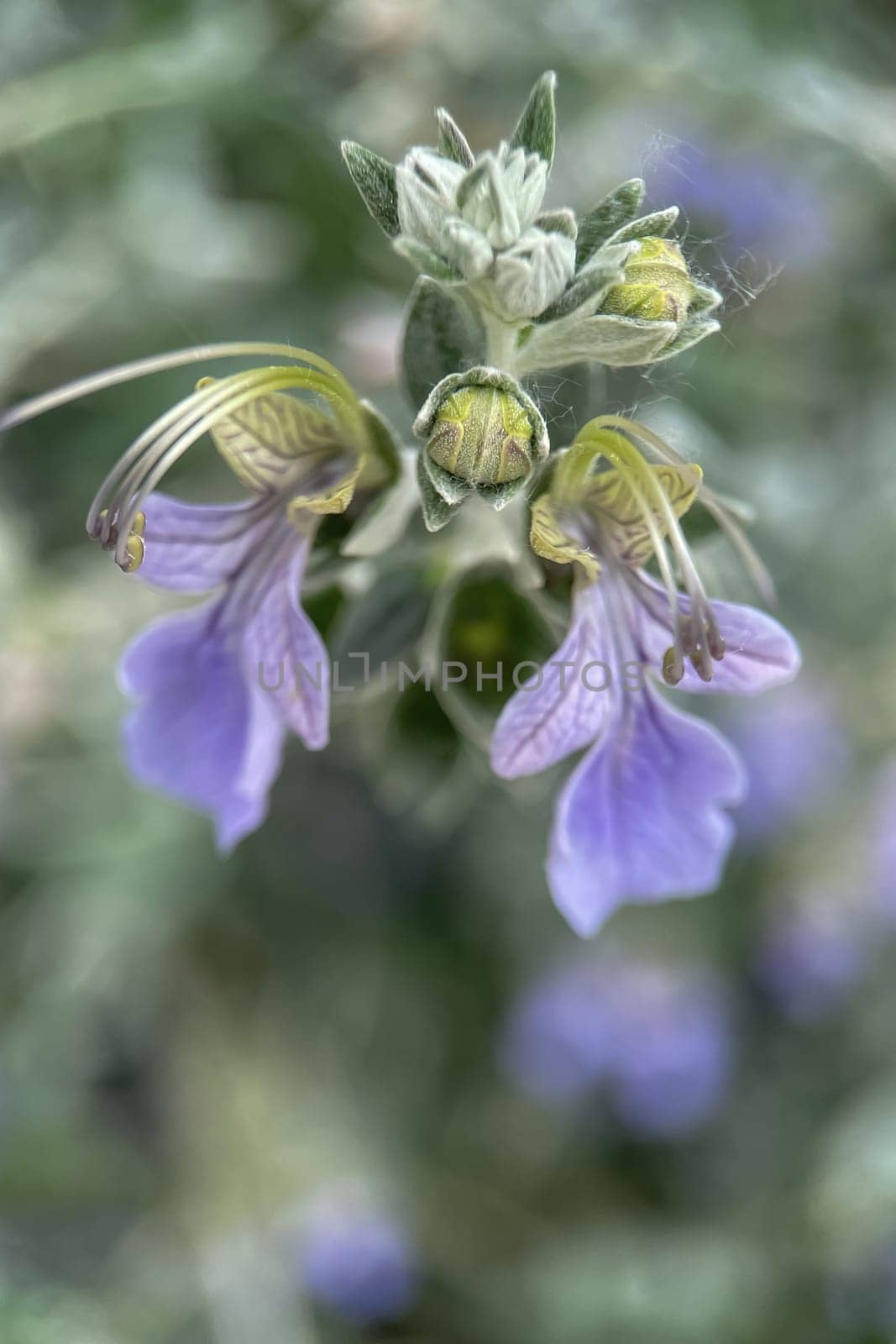 The Magic of Spring. The Awakening of Nature and the Macro View of Wild Flowers. Fascinating Details of the Natural Revival of Spring. Awakening of Nature with Macro Photography of Wild Flowers.