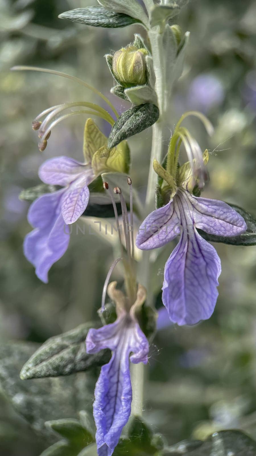 The Magic of Spring. The Awakening of Nature and the Macro View of Wild Flowers. Fascinating Details of the Natural Revival of Spring. Awakening of Nature with Macro Photography of Wild Flowers.