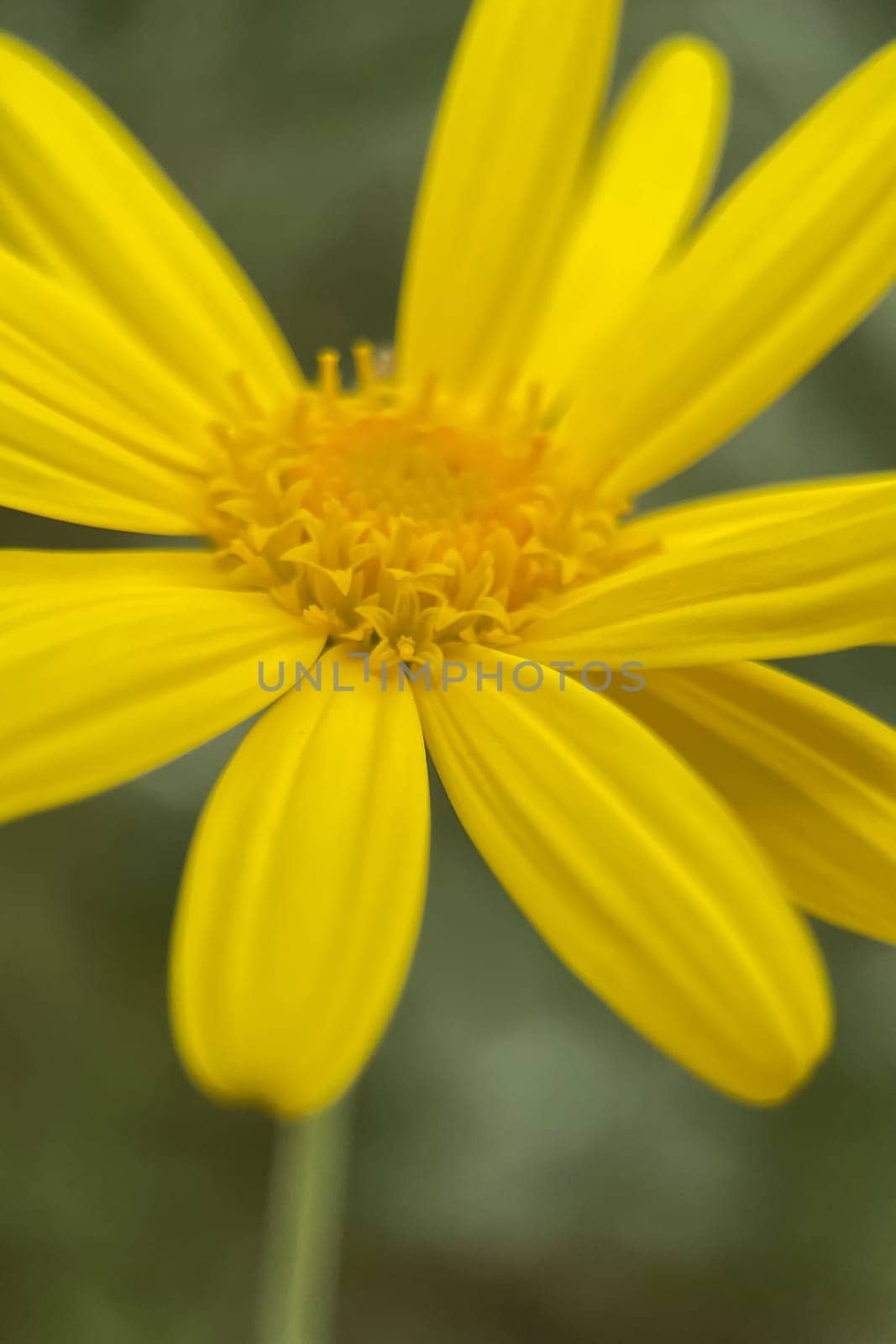 The Magic of Spring. The Awakening of Nature and the Macro View of Wild Flowers. Fascinating Details of the Natural Revival of Spring. Awakening of Nature with Macro Photography of Wild Flowers.