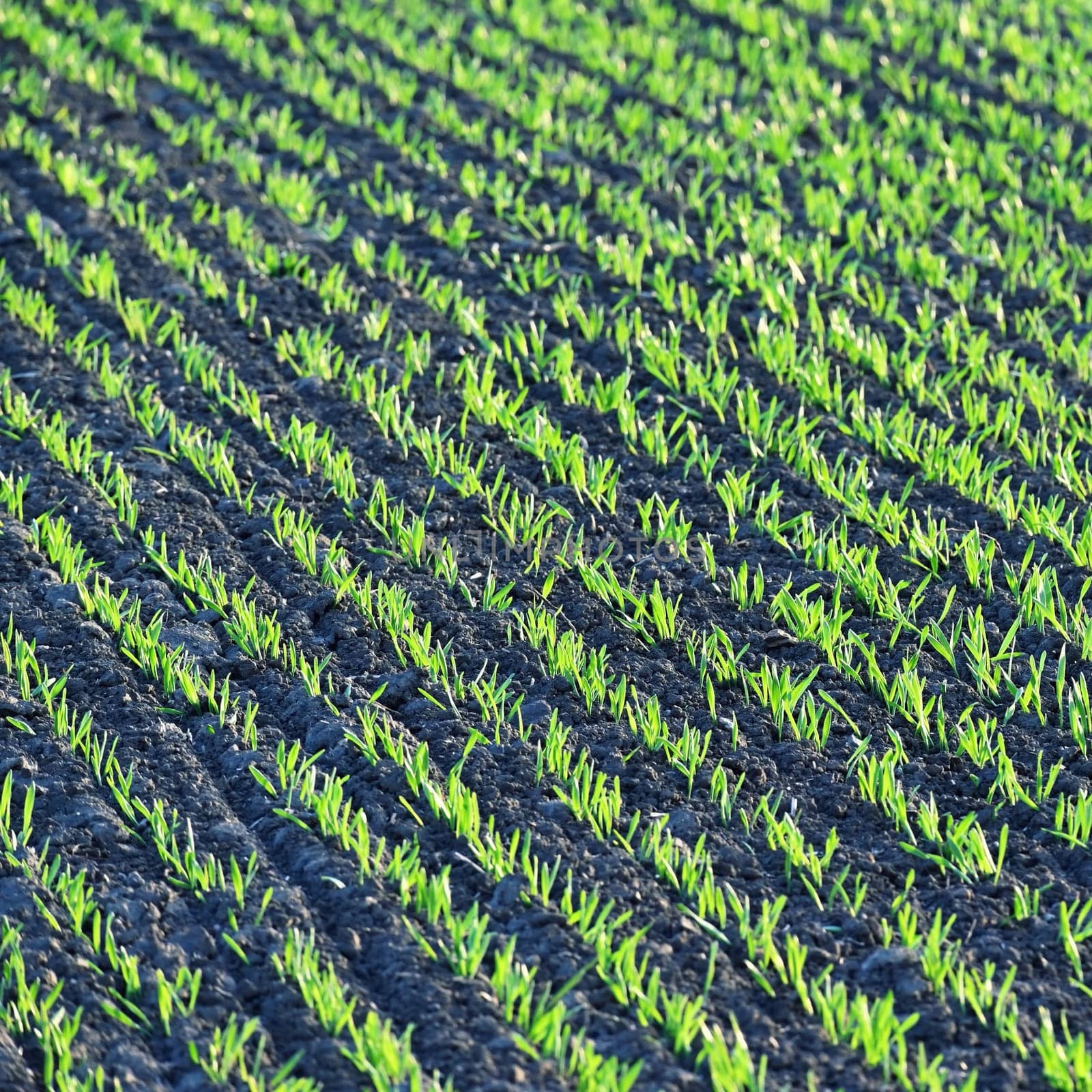 Beautiful green field at sunset. Spring time in nature. Young and small plants in the soil starting to grow. Concept for agriculture.