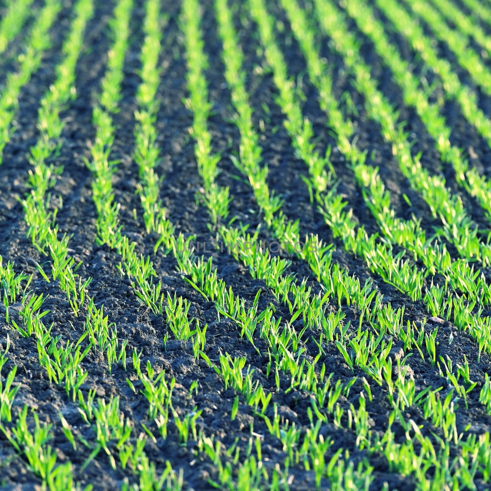 Beautiful green field at sunset. Spring time in nature. Young and small plants in the soil starting to grow. Concept for agriculture.