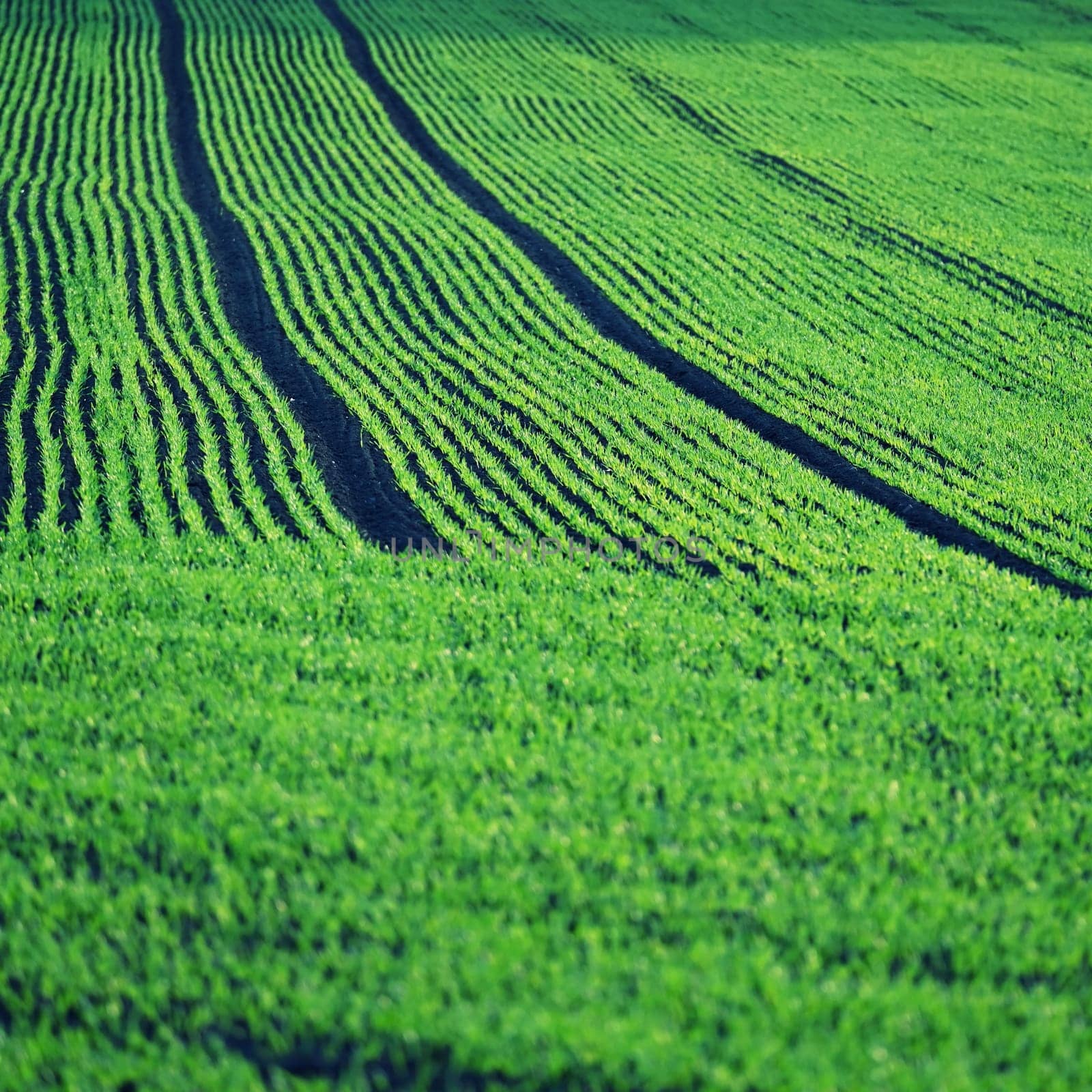 Beautiful green field at sunset. Spring time in nature. Young and small plants in the soil starting to grow. Concept for agriculture.