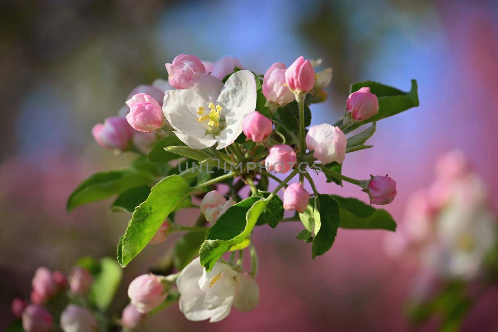 A beautifully blossoming fruit tree - an apple tree. White flowers in nature and spring time. Background for May.