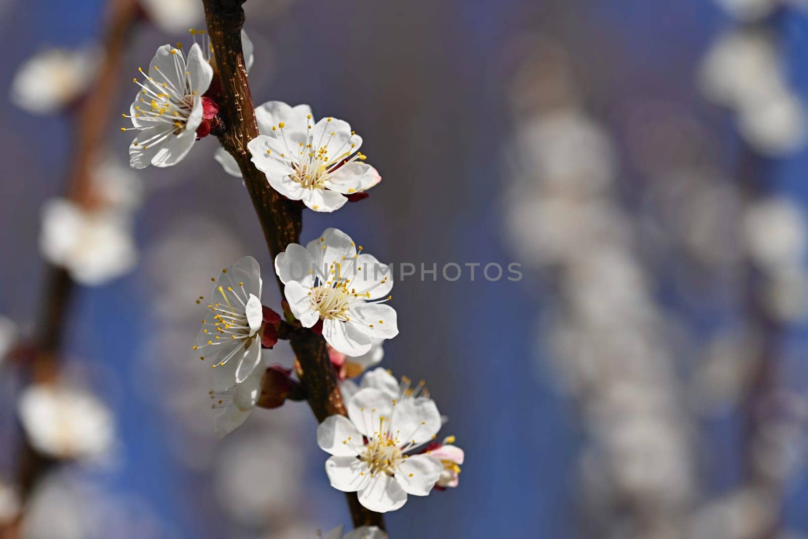 Beautiful blooming white tree with blue sky in spring time. Nature and spring background with flowers. (Prunus mume) by Montypeter
