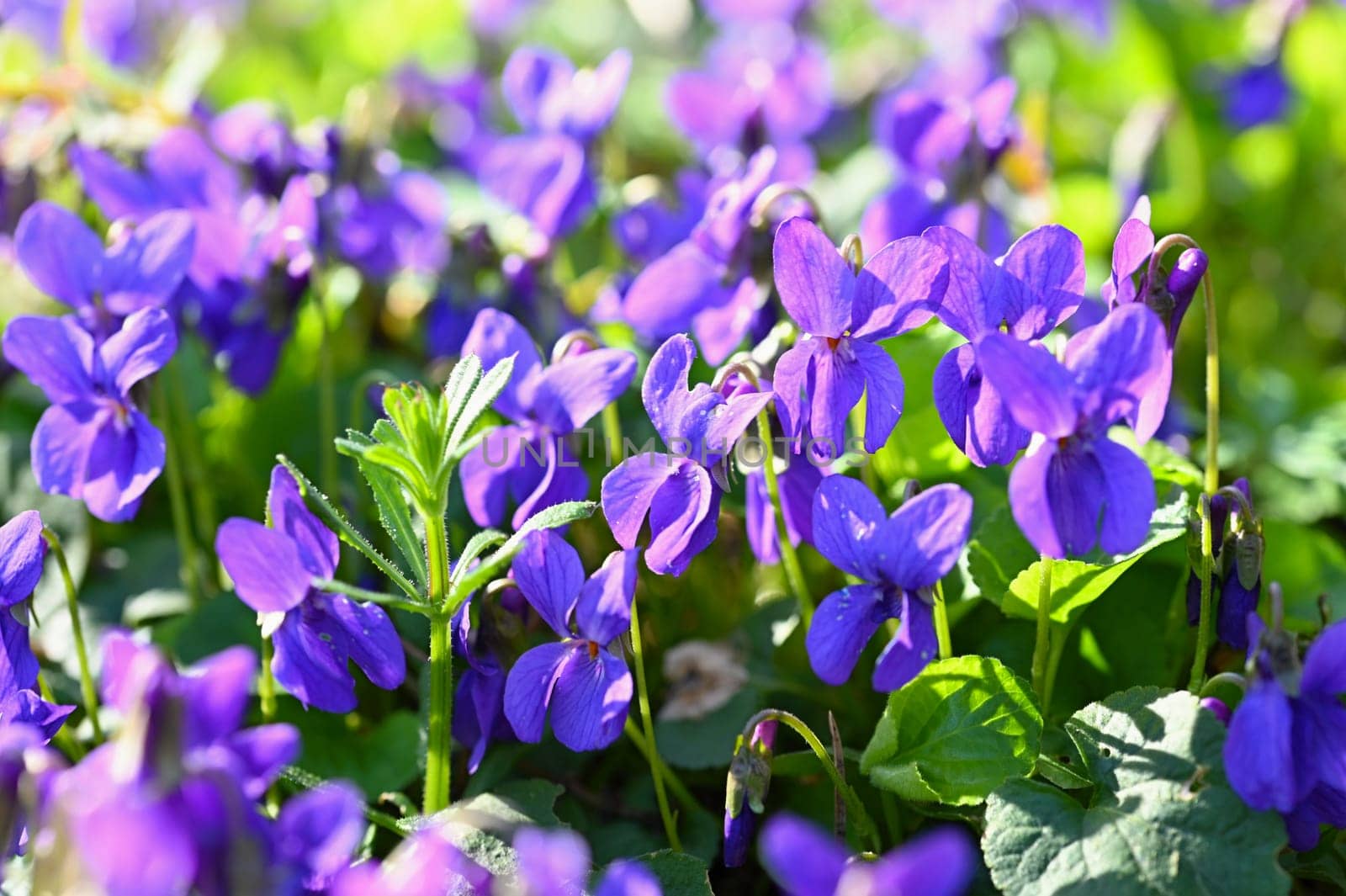 Beautiful spring small purple flower-plant Violka fragrant - Violka. Spring time in nature. (Viola odorata) by Montypeter