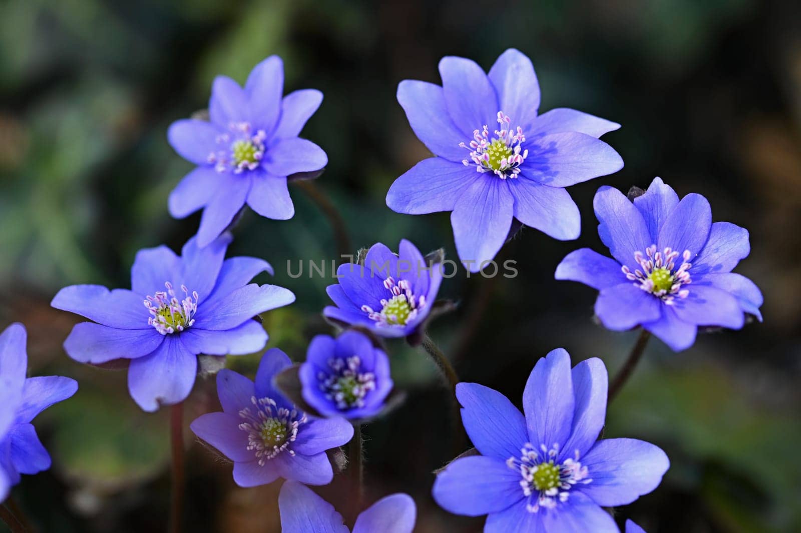 Spring flower. Beautiful blooming first small flowers in the forest. Hepatica. (Hepatica nobilis) by Montypeter