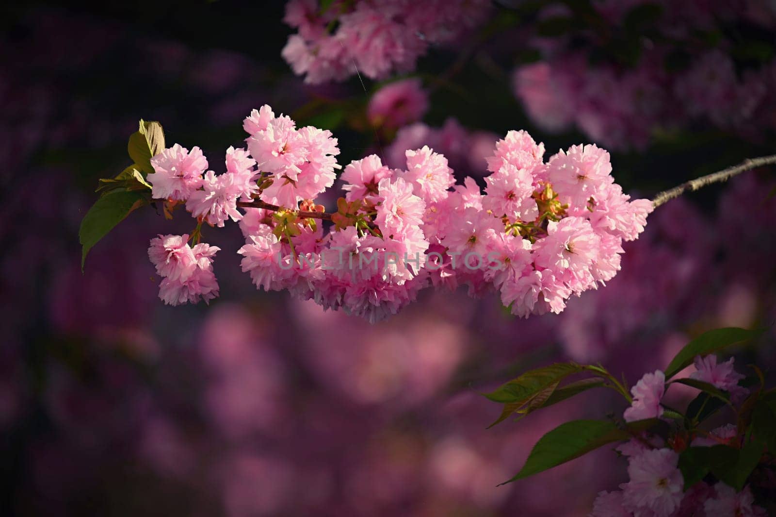 Spring flowers. Beautifully blossoming tree branch. Cherry - Sakura and sun with a natural colored background. by Montypeter