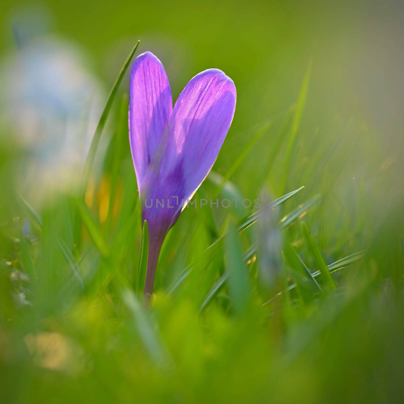 Spring background with flowers. Nature and delicate photo with details of blooming colorful crocuses in spring time.(Crocus vernus) by Montypeter