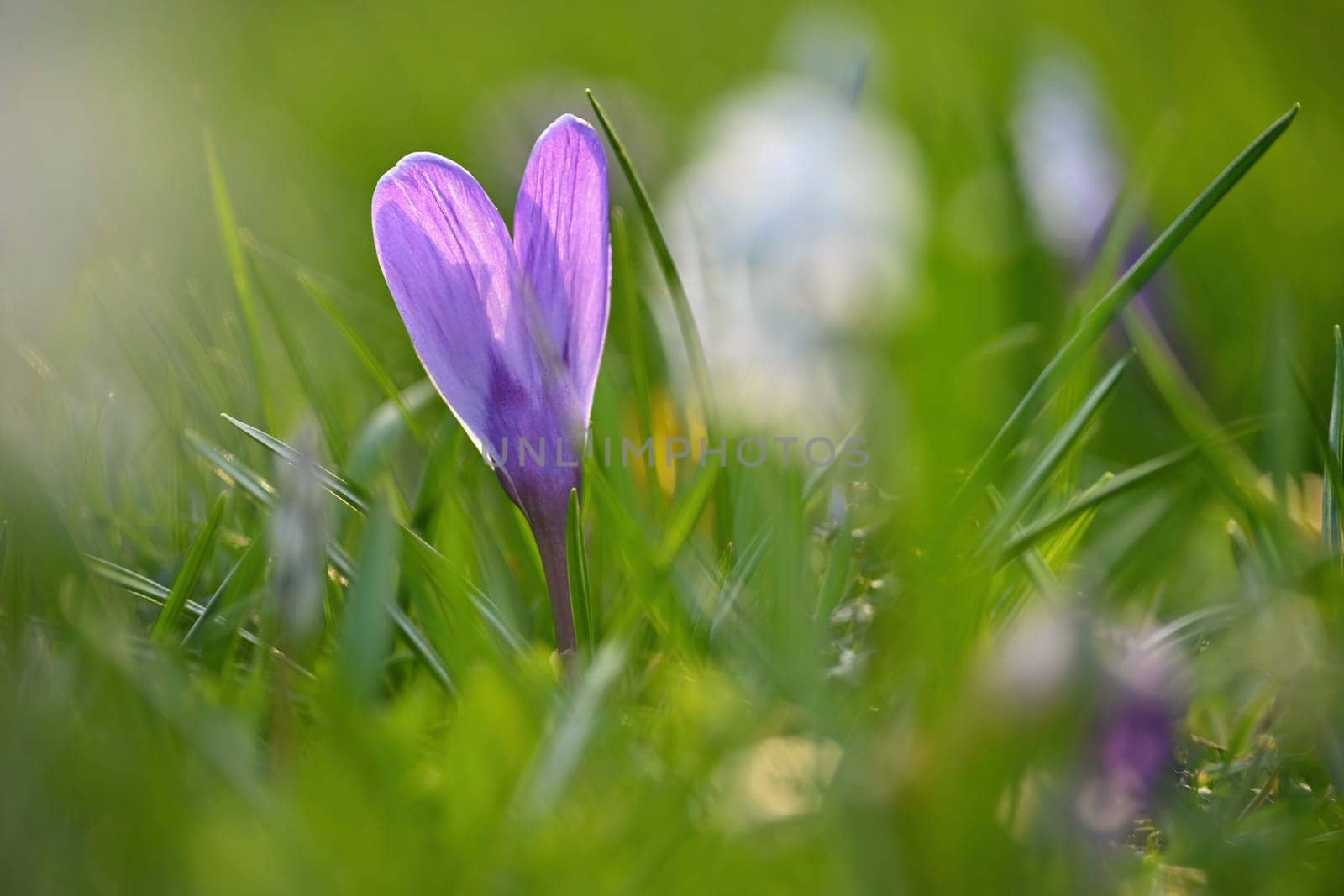 Spring background with flowers. Nature and delicate photo with details of blooming colorful crocuses in spring time.(Crocus vernus) by Montypeter