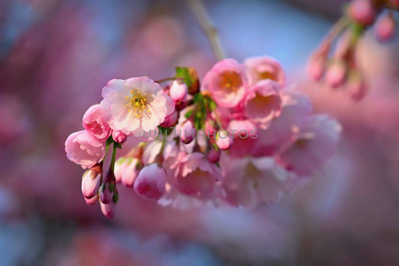Spring background. Beautiful colorful blooming spring tree. Japanese cherry - Sakura. Nature background. by Montypeter