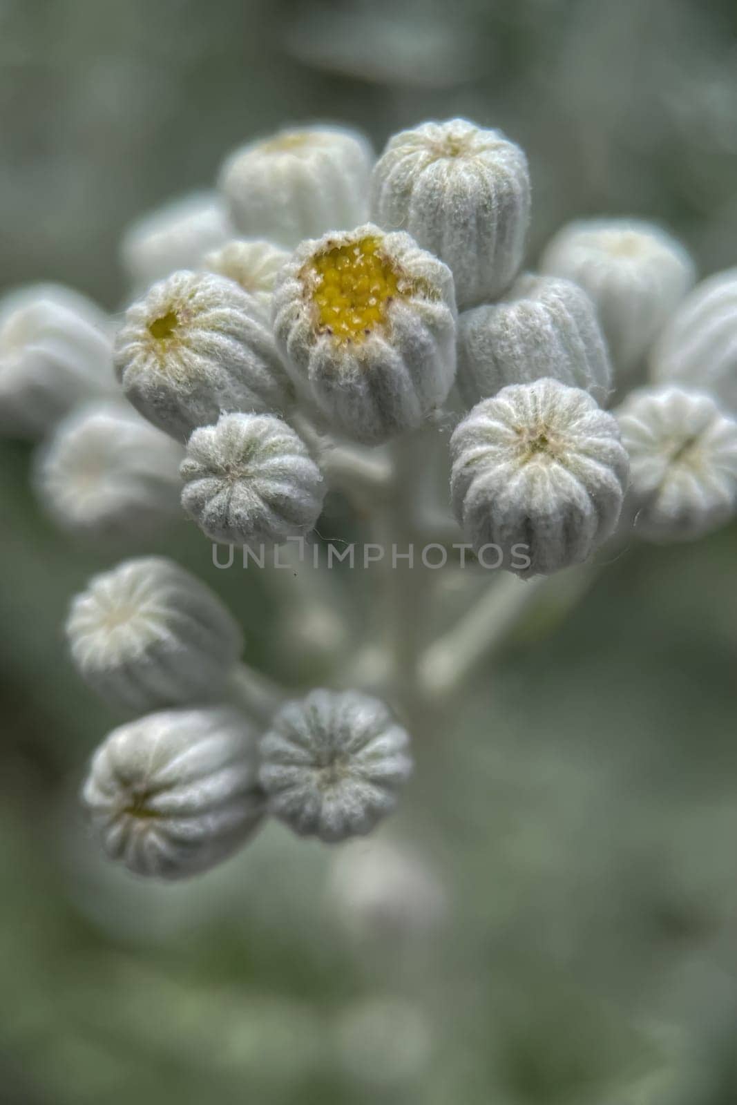 The Magic of Spring. The Awakening of Nature and the Macro View of Wild Flowers. by yilmazsavaskandag