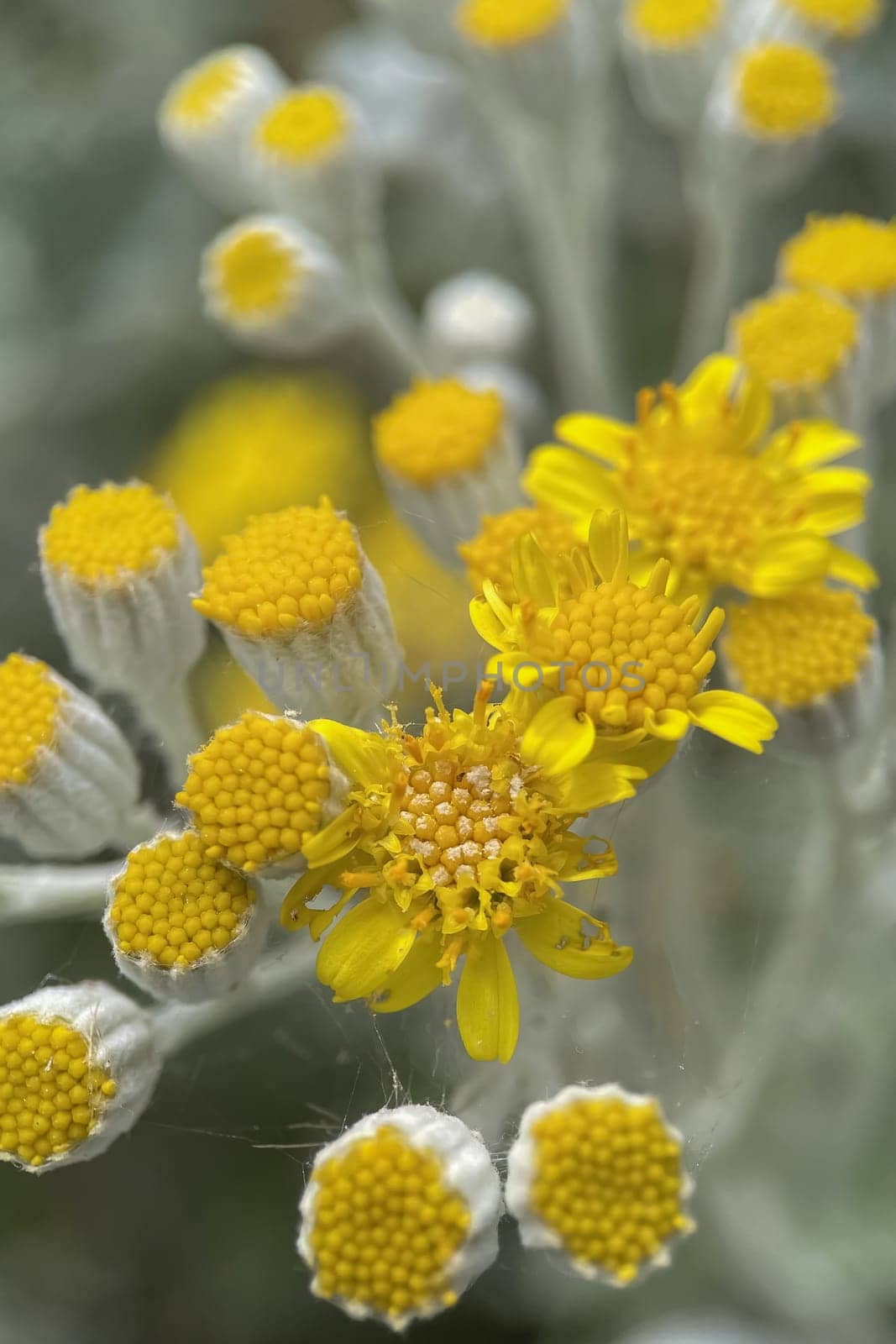 The Magic of Spring. The Awakening of Nature and the Macro View of Wild Flowers. Fascinating Details of the Natural Revival of Spring. Awakening of Nature with Macro Photography of Wild Flowers.