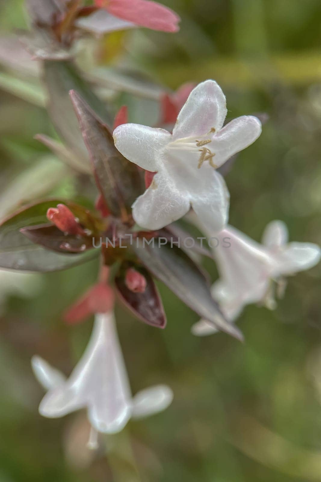 The Magic of Spring. The Awakening of Nature and the Macro View of Wild Flowers. Fascinating Details of the Natural Revival of Spring. Awakening of Nature with Macro Photography of Wild Flowers.