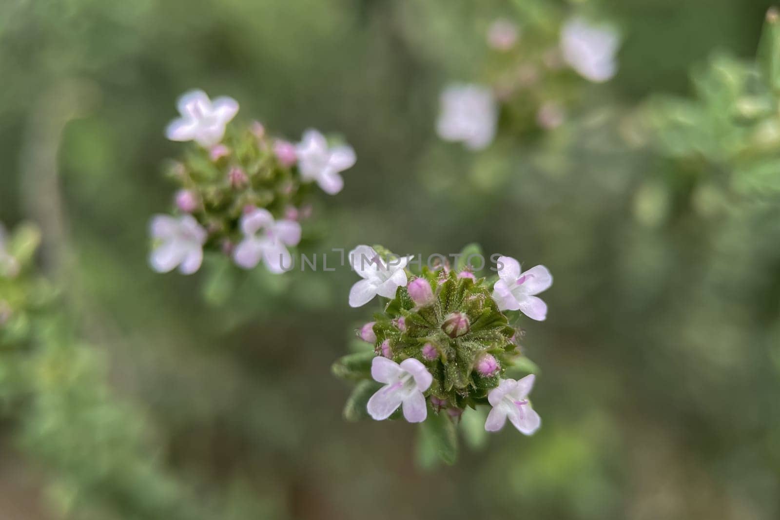 The Magic of Spring. The Awakening of Nature and the Macro View of Wild Flowers. Fascinating Details of the Natural Revival of Spring. Awakening of Nature with Macro Photography of Wild Flowers.