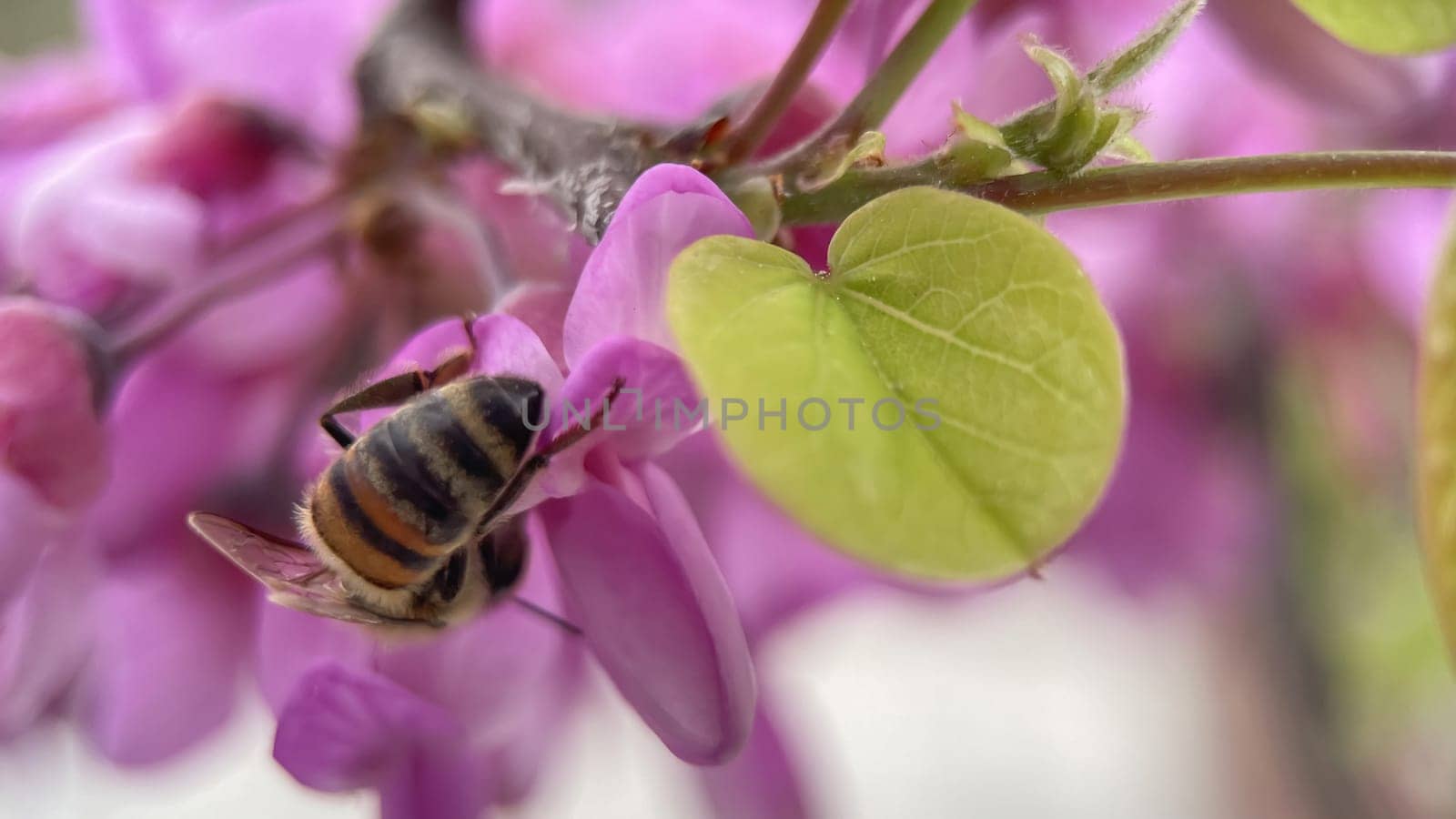 Embracing the Splendor of Spring.The Graceful Dance of Bee Collecting Pollen from Flowers and the Awakening of Nature