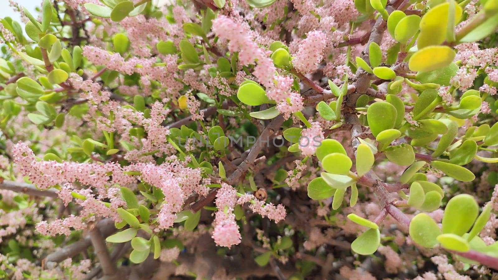 pink small flowers, green leaves, bush spring plant, botanical garden, flora. High quality photo