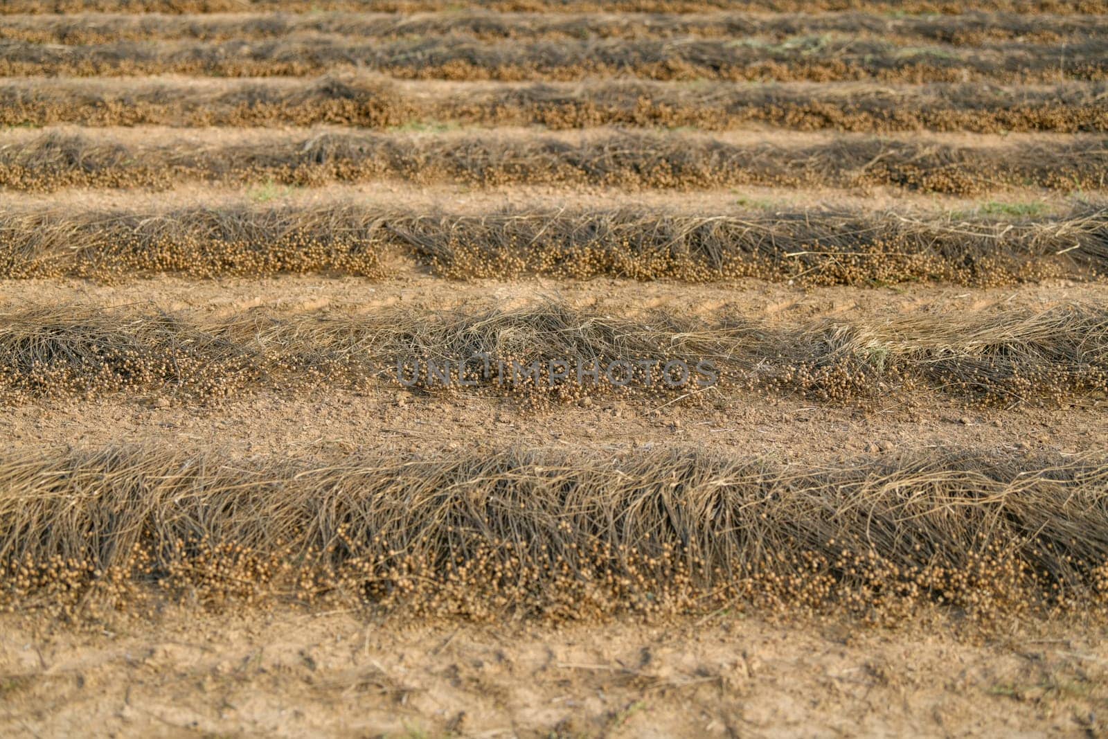 Lines on the ground of dry flax for harvesting by Godi