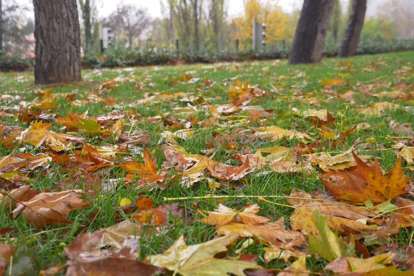 Fallen leaves in green grass close up.
